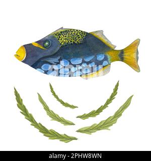 Hand painted watercolor illustration of fish and seaweeds isolated on white background. Can be used for wallpaper, print, baby textile, nursery Stock Photo