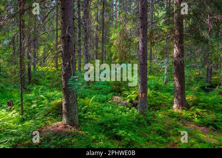 natural-landscape-of-helvetinj-rvi-national-park-in-finland-stock-photo
