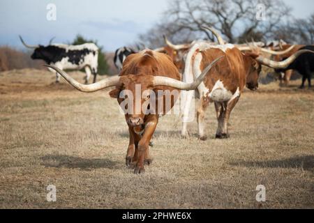 Texas longhorn cattle grazing on the winter pasture Stock Photo