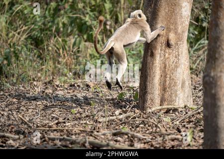 A gray langur jumping into a tree in the Chitwan National Park in Nepal. Stock Photo