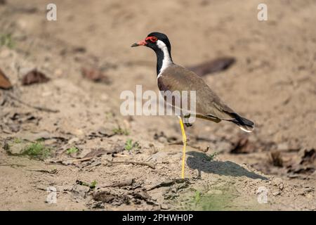 A Red Wattled Lapwing standing on one foot. Stock Photo