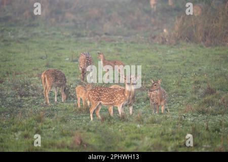 A small herd of spotted deer in the early morning light and mist. Stock Photo