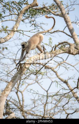 A gray langur running in a tree in the Chitwan National Park in Nepal. Stock Photo