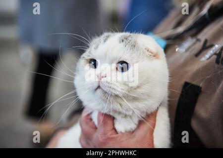 Scottish fold tricolor. Scottish fold can be great friend for children. Stock Photo