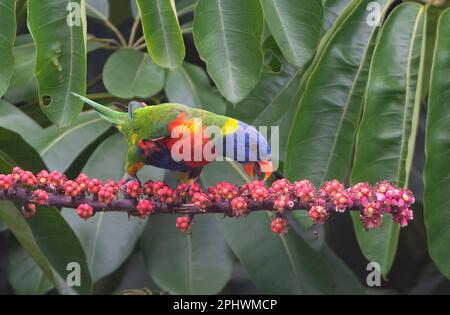 Rainbow Lorikeet (Trichoglossus haematodus) feeding on the fruit on an Umbrella Tree (Schefflera actinophylla), Far North Queensland, FNQ, QLD, Austra Stock Photo