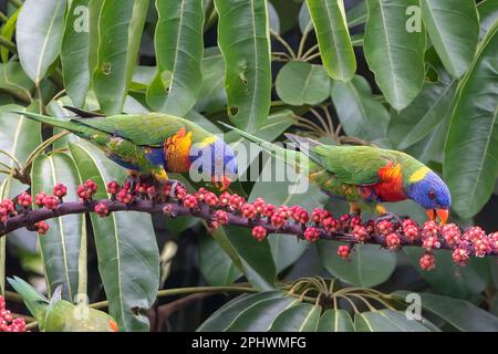 A pair of Rainbow Lorikeets (Trichoglossus haematodus) feeding on the fruit on an Umbrella Tree (Schefflera actinophylla), Far North Queensland, FNQ, Stock Photo