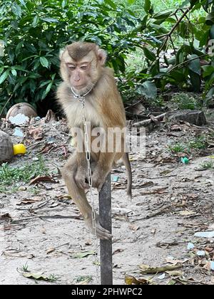 Ko Samui, Thailand. 17th Mar, 2023. The little Khaopod sits chained on a wooden pole. The monkey is still a baby and will later fetch coconuts from the trees. Using macaques as coconut pickers is a tradition in Thailand. The intelligent animals are drilled hard for their task - and from then on live permanently chained. Animal rights activists speak of cruelty, the owners of tradition. (to dpa 'A life on the chain: Monkeys as coconut pickers in Thailand') Credit: Carola Frentzen/dpa/Alamy Live News Stock Photo