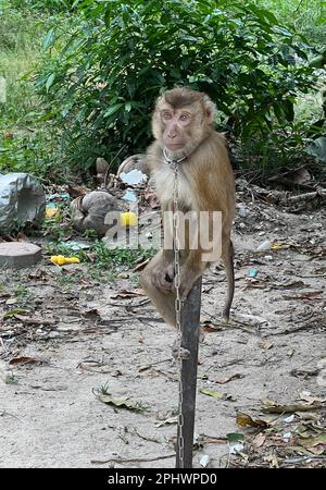 Ko Samui, Thailand. 17th Mar, 2023. The little Khaopod sits chained on a wooden pole. The monkey is still a baby and will later fetch coconuts from the trees. Using macaques as coconut pickers is a tradition in Thailand. The intelligent animals are drilled hard for their task - and from then on live permanently chained. Animal rights activists speak of cruelty, the owners of tradition. (to dpa 'A life on the chain: Monkeys as coconut pickers in Thailand') Credit: Carola Frentzen/dpa/Alamy Live News Stock Photo