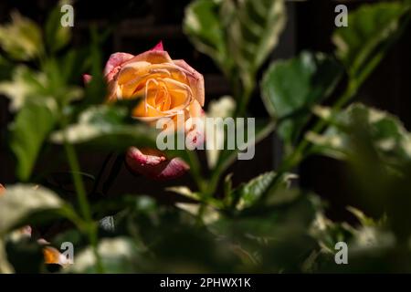 Yellow pink rose flower close up on green blurred background Stock Photo