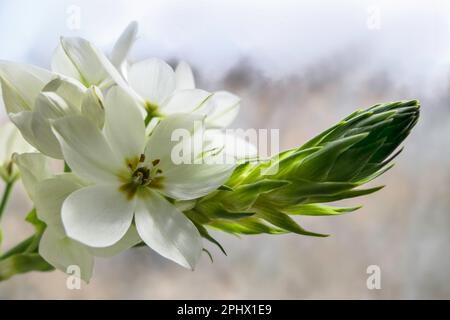 Delicate white Ornithogalum flowers close up on a blurred background Stock Photo