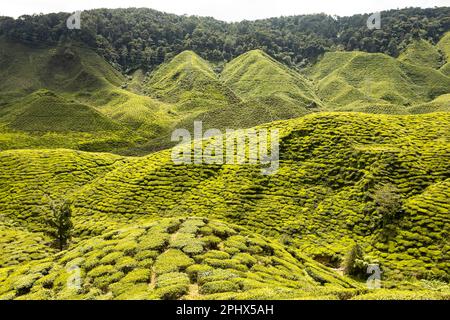 Tea plantation in Cameron Highlands, Malaysia Stock Photo