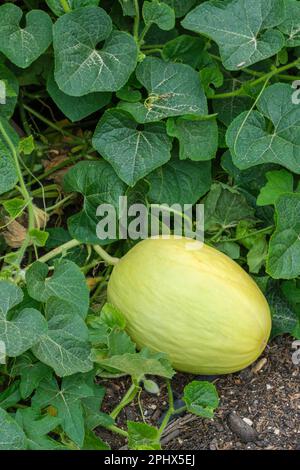 Melon Budgie, canary melon, Cucumis melo, pale yellow fruit growing on plant Stock Photo
