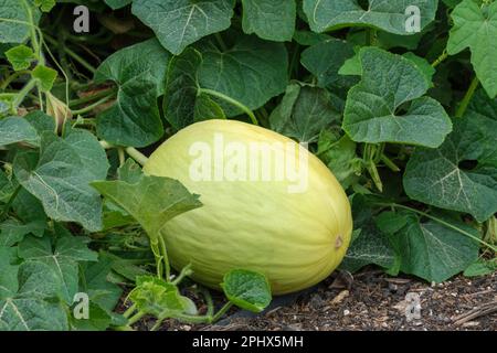 Melon Budgie is a fantastic new development in canary type honeydew melons Stock Photo