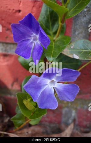 Blue Vinca major or bigleaf periwinkle flowers against a red brick garden wall Stock Photo