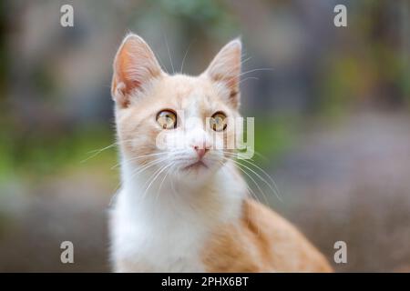 Cute baby cat kitten, ginger with white and wonderful eyes, looks at background in the garden, close-up Stock Photo