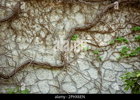 Textured background irregular natural stone wall made of different stones with elements of natural vegetation in the form of green cape mold and ivy. Medieval background Stock Photo