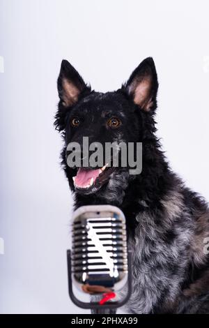 Beatiful mudi dog singing into microphone in studio ehite background Stock Photo