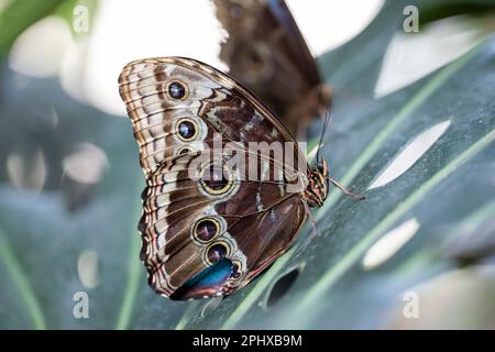 A beautiful butterfly is resting on a flower in a garden Stock Photo
