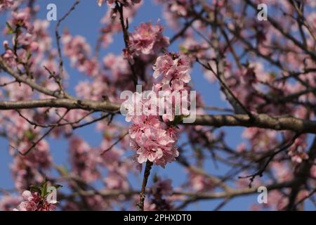 Peach blossom flowers on a tree Stock Photo