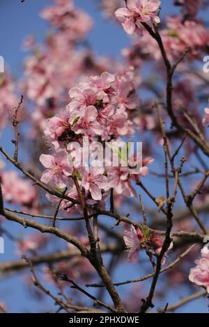 Peach blossom flowers on a tree Stock Photo