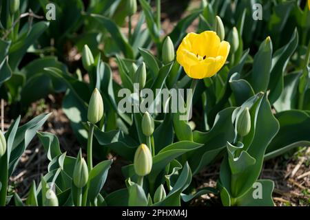 From above single yellow tulip growing amidst leaves and buds on sunny spring day in field Stock Photo