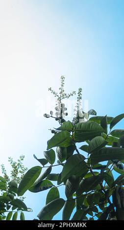 Longan flowers and young longan fruits on longan tree with blue sky Stock Photo