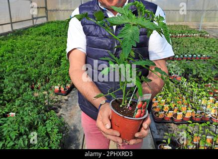 The hand of a male farmer holds a tray with tomato seedlings growing in a greenhouse, organic vegetables - Italy Stock Photo