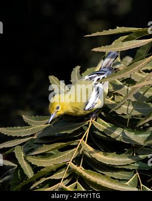 Marshall's iora (Aegithina nigrolutea) or white-tailed iora observed in Greater Rann of Kutch in Gujarat, India Stock Photo
