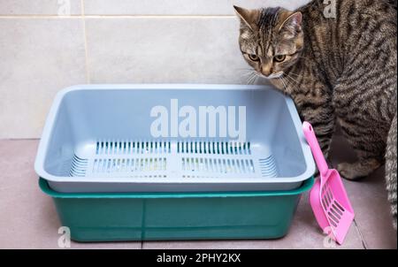 tabby cat in bathroom next to litter with silica gel crystals Stock ...