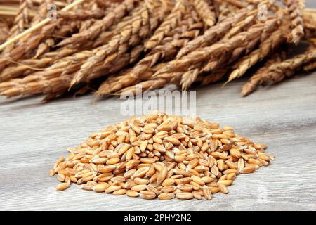 spelt wheat (Triticum spelta), spelt spikes and grains Stock Photo