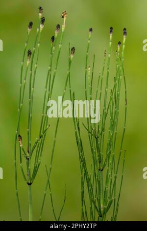 Marsh horsetail (Equisetum palustre), with cones, Germany, Bavaria Stock Photo
