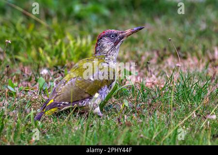 green woodpecker (Picus viridis), male in immature plumage foraging, side view, Germany, Baden-Wuerttemberg Stock Photo