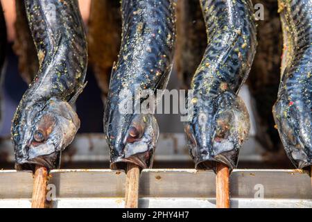 Atlantic mackerel, common mackerel (Scomber scombrus), mackerels skewered for smoking, Germany, Muenchen Stock Photo
