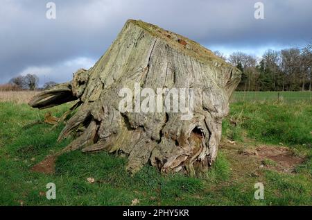 old gnarled tree trunk stump in countryside, norfolk, england Stock Photo