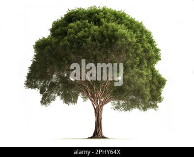 Single tree isolated on white background Stock Photo