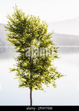 A serene and tranquil lake surrounded by foggy mountainside trees, adorned with delicate leaves on a single branch - natures beauty in Norway. Stock Photo