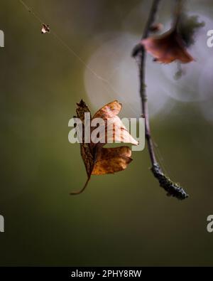 A brown dry leaf suspended on a delicate, white spider web in a natural outdoor environment Stock Photo