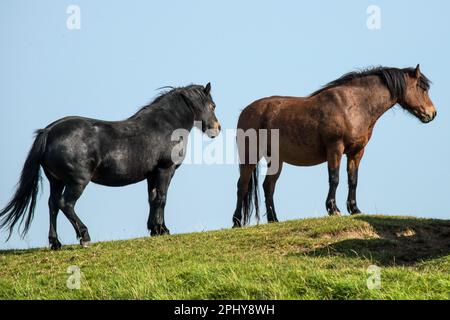 Two wild ponies, a black and a brown, on Framton Marsh, Lincolnshire, England Stock Photo