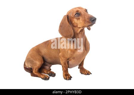 Dachshund Dog Golden In Color Isolated Over White Background. Stock Photo