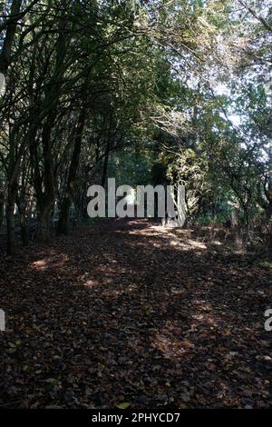 A serene forest path surrounded by towering trees and lush greenery in ...