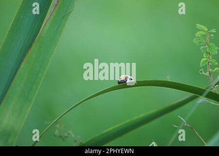 little snail on a sheet, grass in the beautiful nature Stock Photo