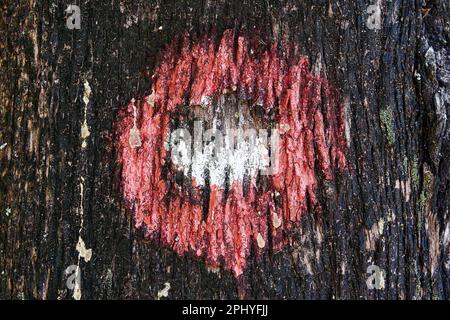 Painted hiking path mark on the tree trunk bark. Leisure activity and tourism theme Stock Photo