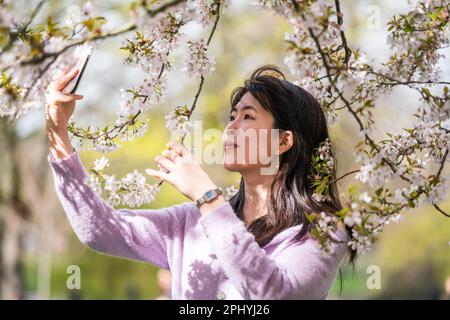 London UK 30 March 2023. A member of the public poses  for photographs  the cherry blossoms  in Saint James Park on a mild spring day in London as temperatures are forecast to increase by the end of the week. Credit: amer ghazzal/Alamy Live. News Stock Photo