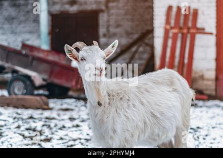 Domestic white goats on rural farm Stock Photo