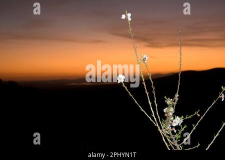 White cherry blossom at sunset with orange sky in the background horizontal Stock Photo