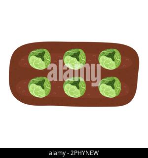 Green cabbage in the soil. Farm vegetable planting process in cartoon style Stock Vector