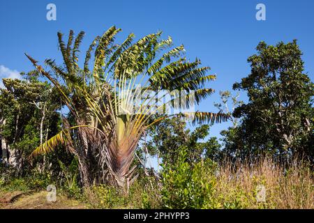 Travelers Tree or Travelers Palm, Ravenala madagascariensis Stock Photo -  Alamy