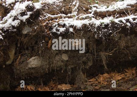 Uprooted tree. Fallen tree in the forest. Forest landscape. The roots of the tree. Old big tree. Snowy park. Stock Photo