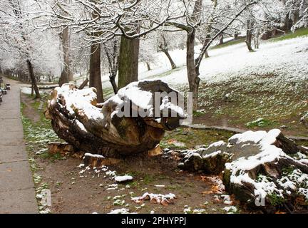 Uprooted tree. Fallen tree in the forest. Forest landscape. The roots of the tree. Old big tree. Snowy park. Stock Photo