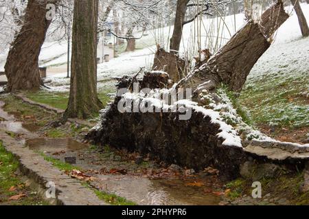 Uprooted tree. Fallen tree in the forest. Forest landscape. The roots of the tree. Old big tree. Snowy park. Stock Photo